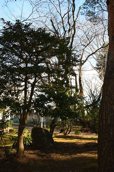 東北 植物|東北大学植物園｜東北大学学術資源研究公開センタ